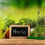 Charms of Nature Nursery Plants & Fruits