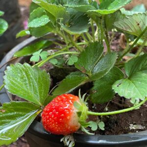 organic_gardening
